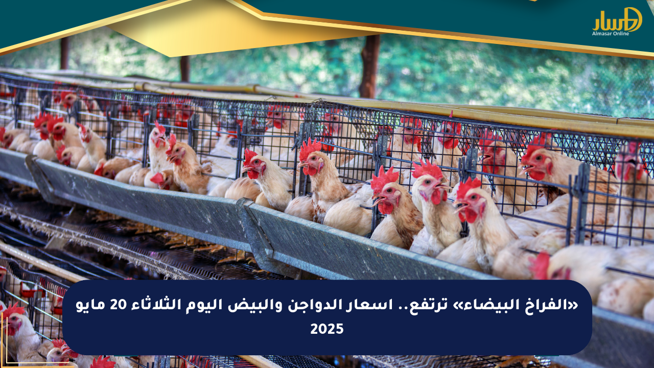 «الفراخ البيضاء» ترتفع.. أسعار الدواجن والبيض اليوم الثلاثاء 20 مايو 2025